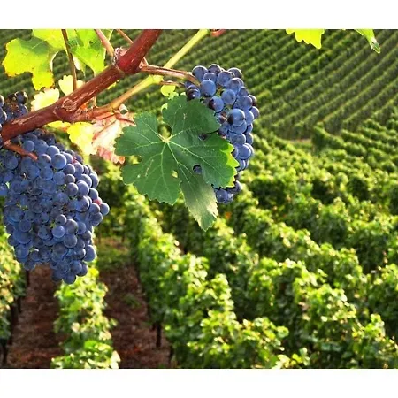 Savoir Vivre Modern Retreat *