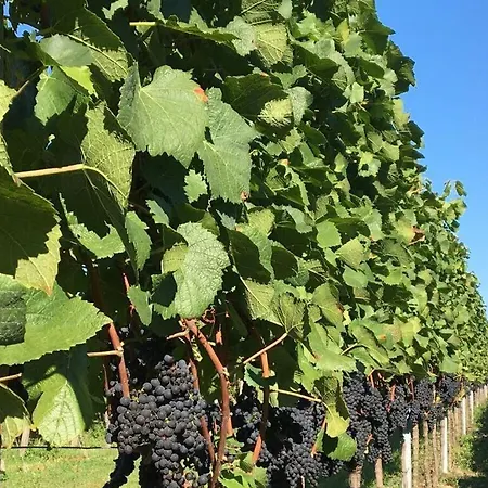 Savoir Vivre Modern Retreat 度假居 恩丁根